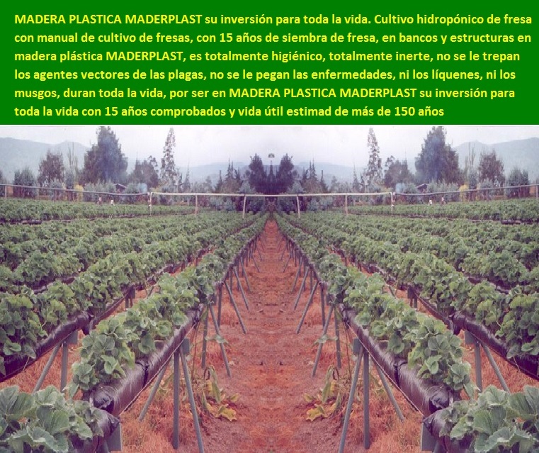hidroponía cultivo hidropónico de fresa bancos elevados de cultivos hidropónicos fresa en bolsas colgantes banco técnica hidropónica elevada aérea colgantes levantados del suelo con sustrato 03 hidroponía cultivo hidropónico de fresa bancos elevados de cultivos hidropónicos fresa en bolsas colgantes banco técnica hidropónica elevada aérea colgantes levantados del suelo con sustrato 03 hidroponía cultivo hidropónico de fresa bancos elevados de cultivos hidropónicos fresa en bolsas colgantes banco técnica hidropónica elevada aérea colgantes levantados del suelo con sustrato 03